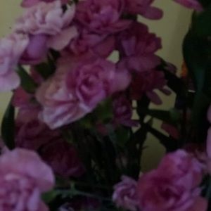 Meet your Posher, Alicia